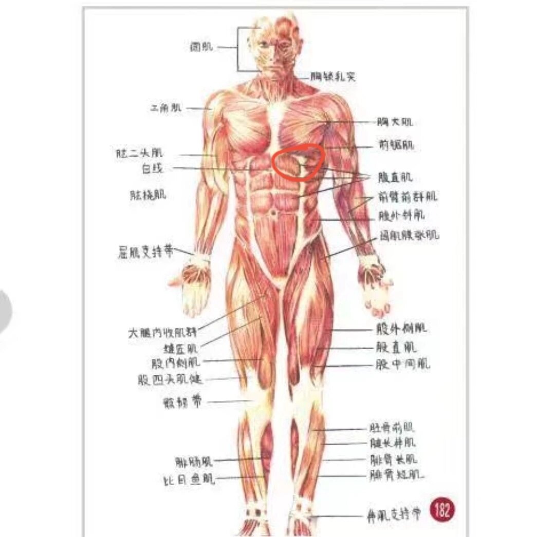 胸下肋骨两坨肉图片