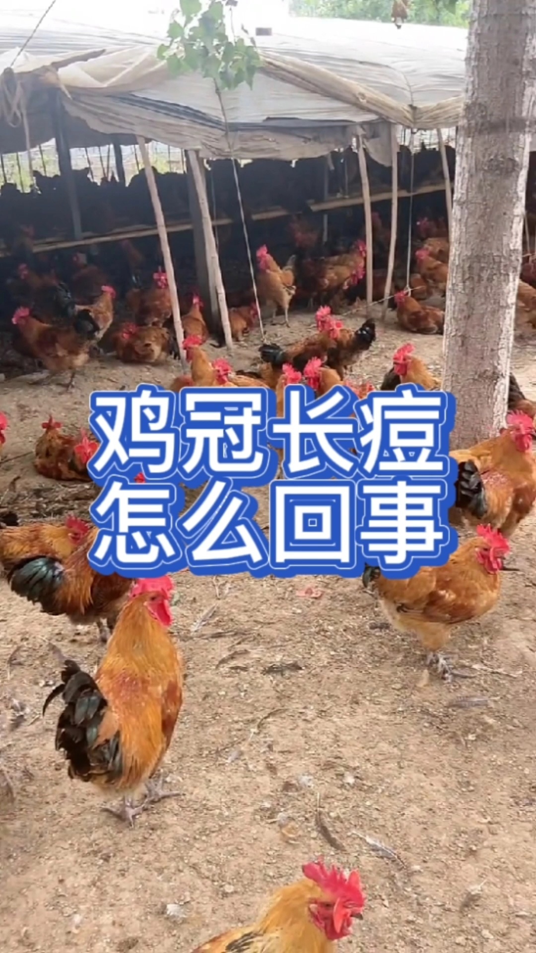 鸡长鸡痘怎么治?