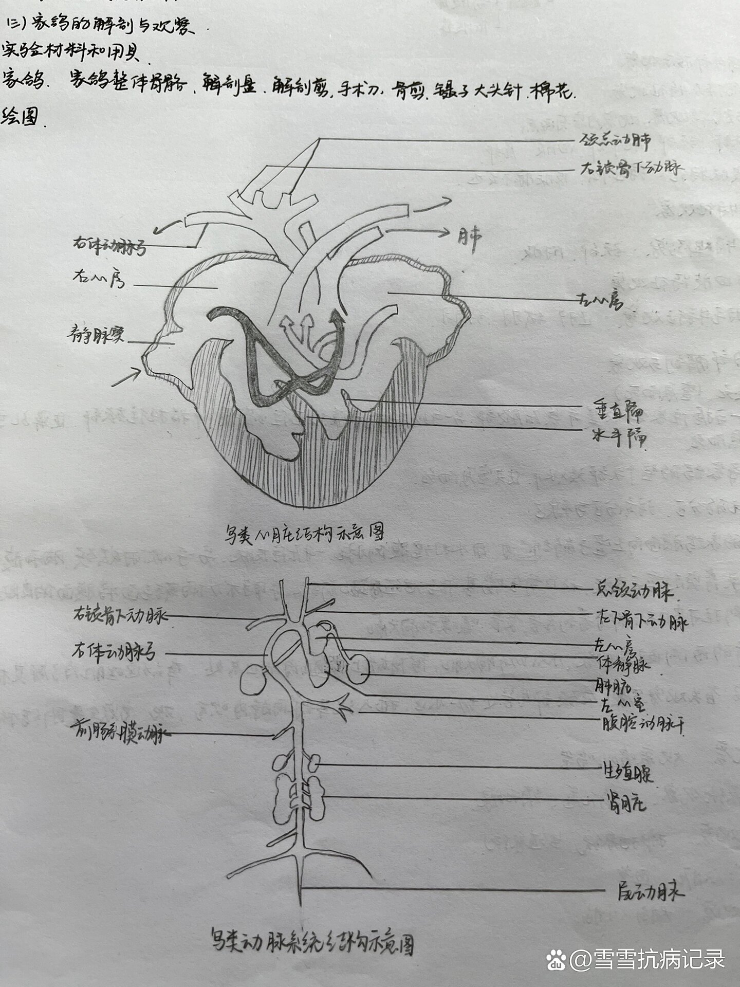 家鸽的解剖结构图图片