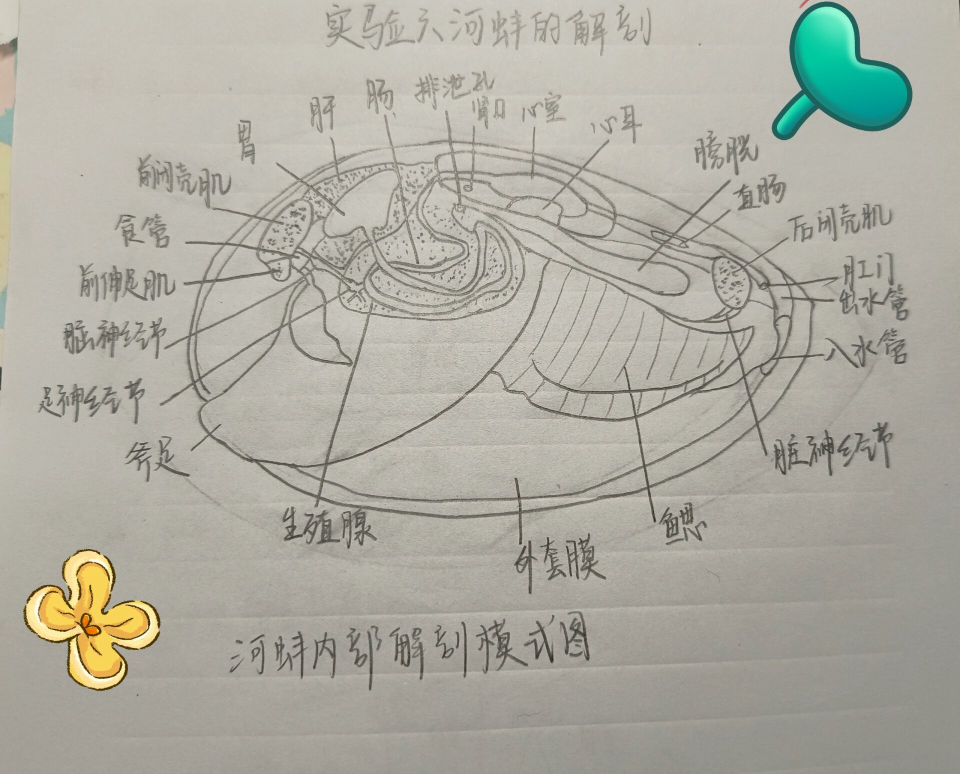 河蚌的内部解剖图