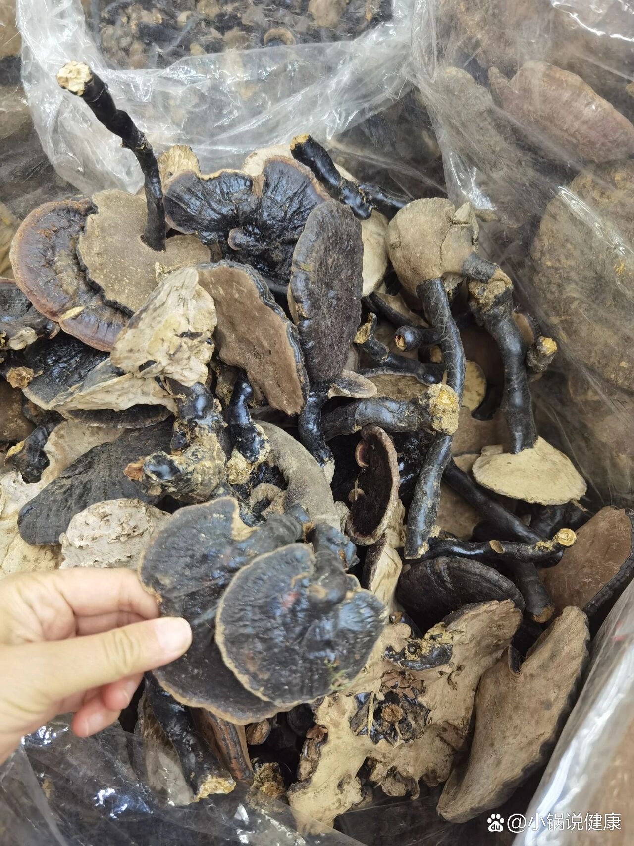 云南货野生黑灵芝,5到10公分粗的350一斤.