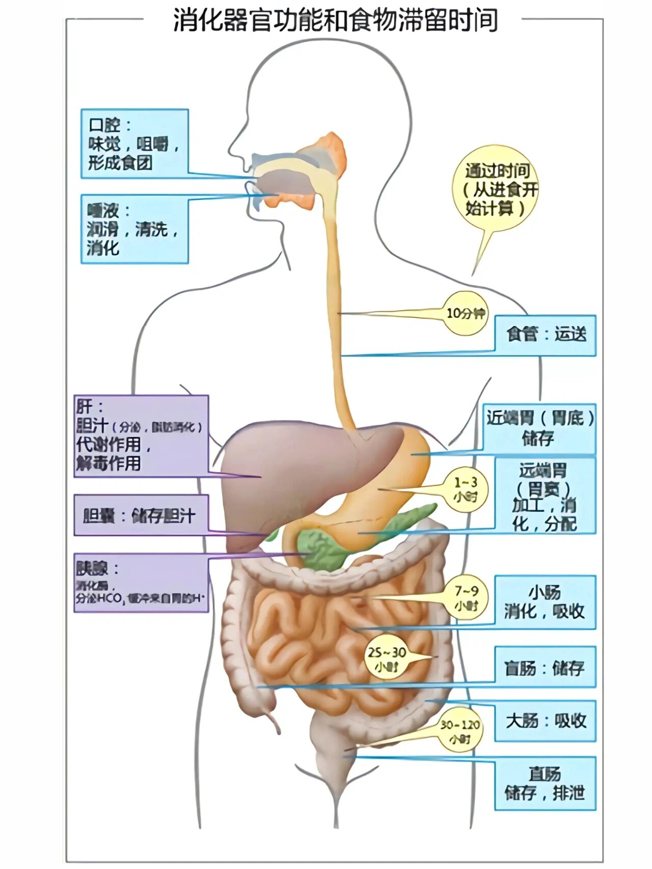 如何保护消化器官图片