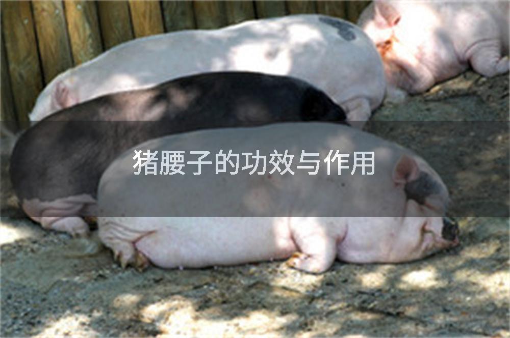 猪腰子的功效与作用