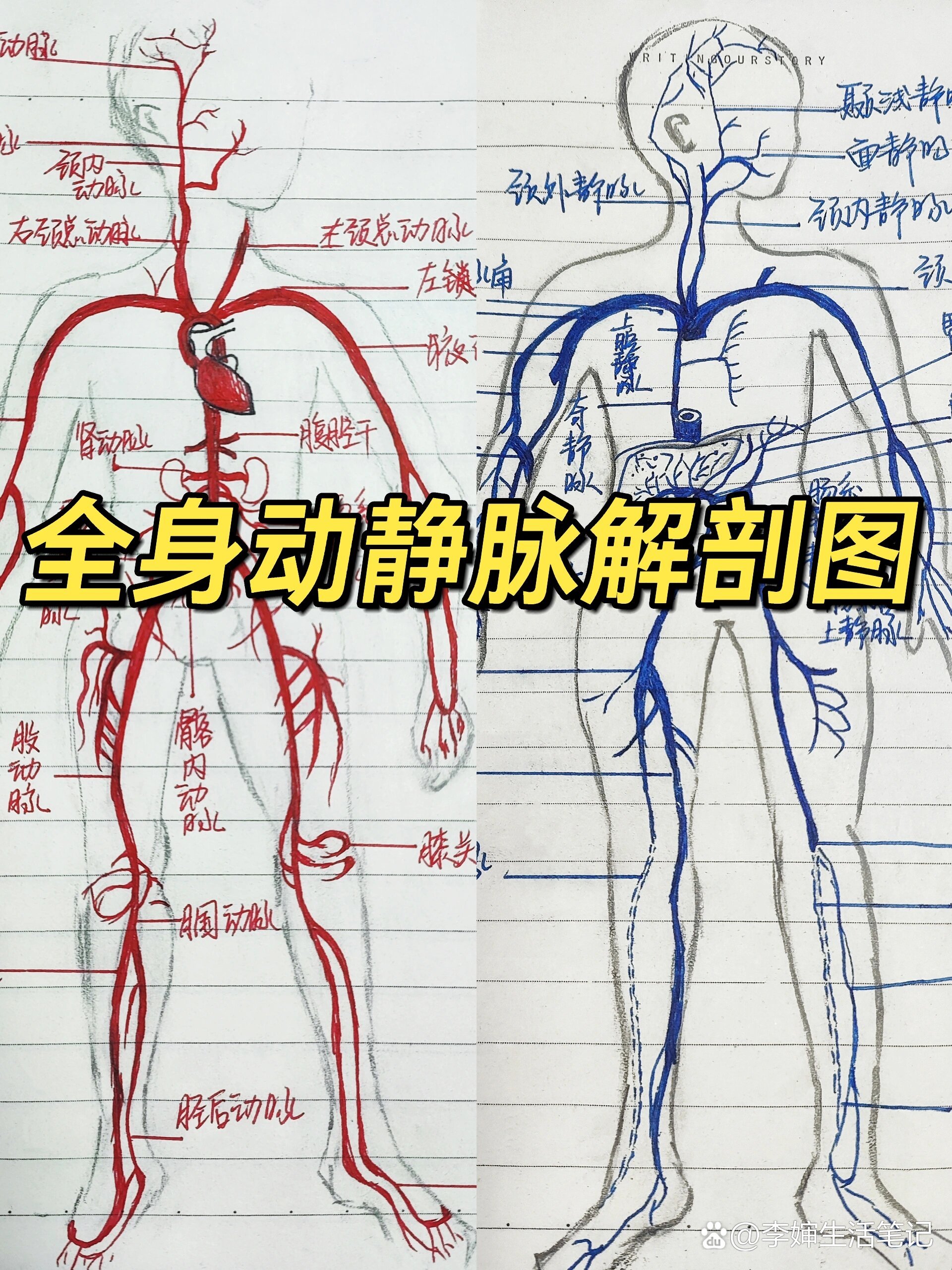 膎动静脉解剖图片图片