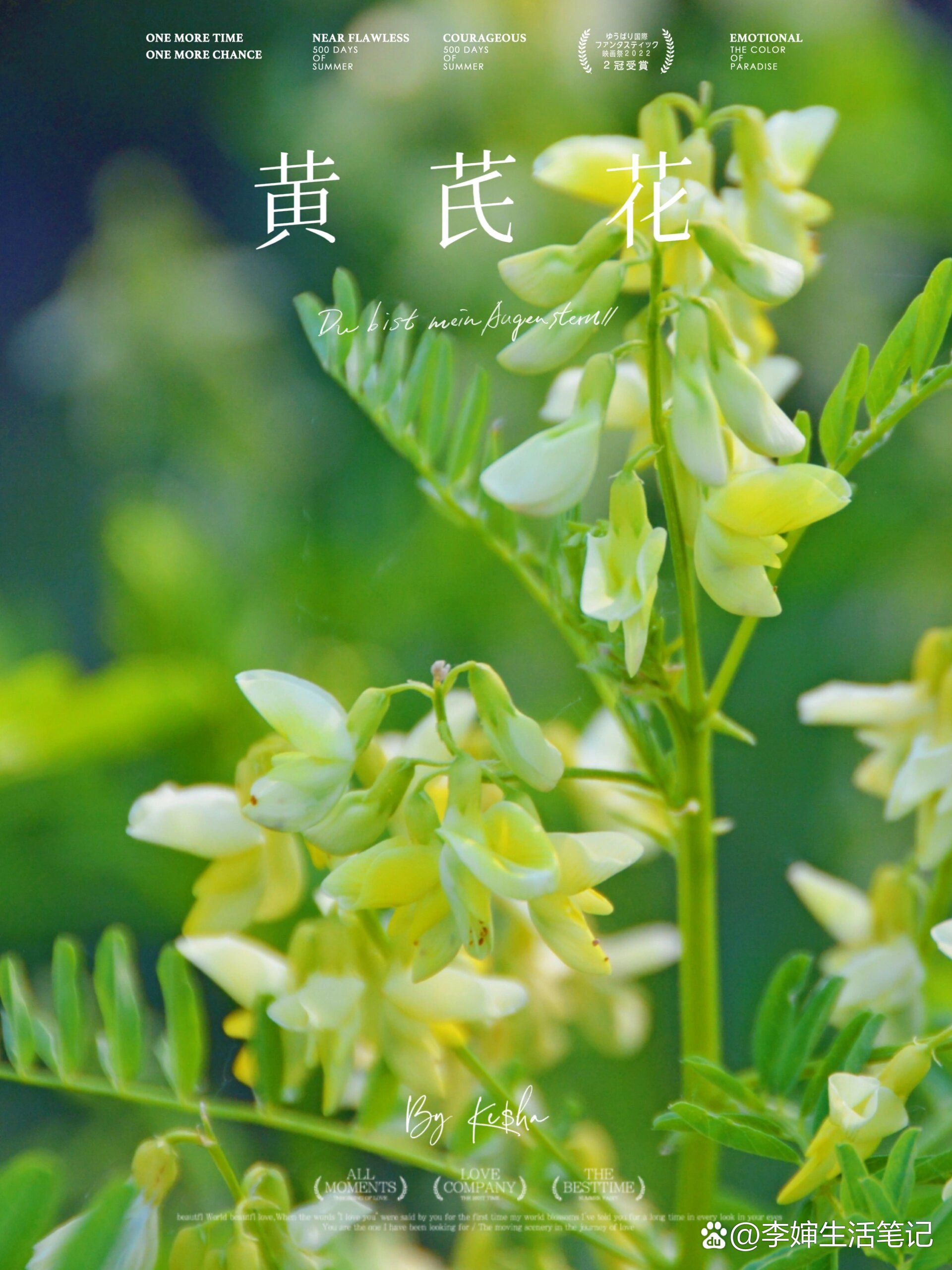 奇花异草:黄芪花