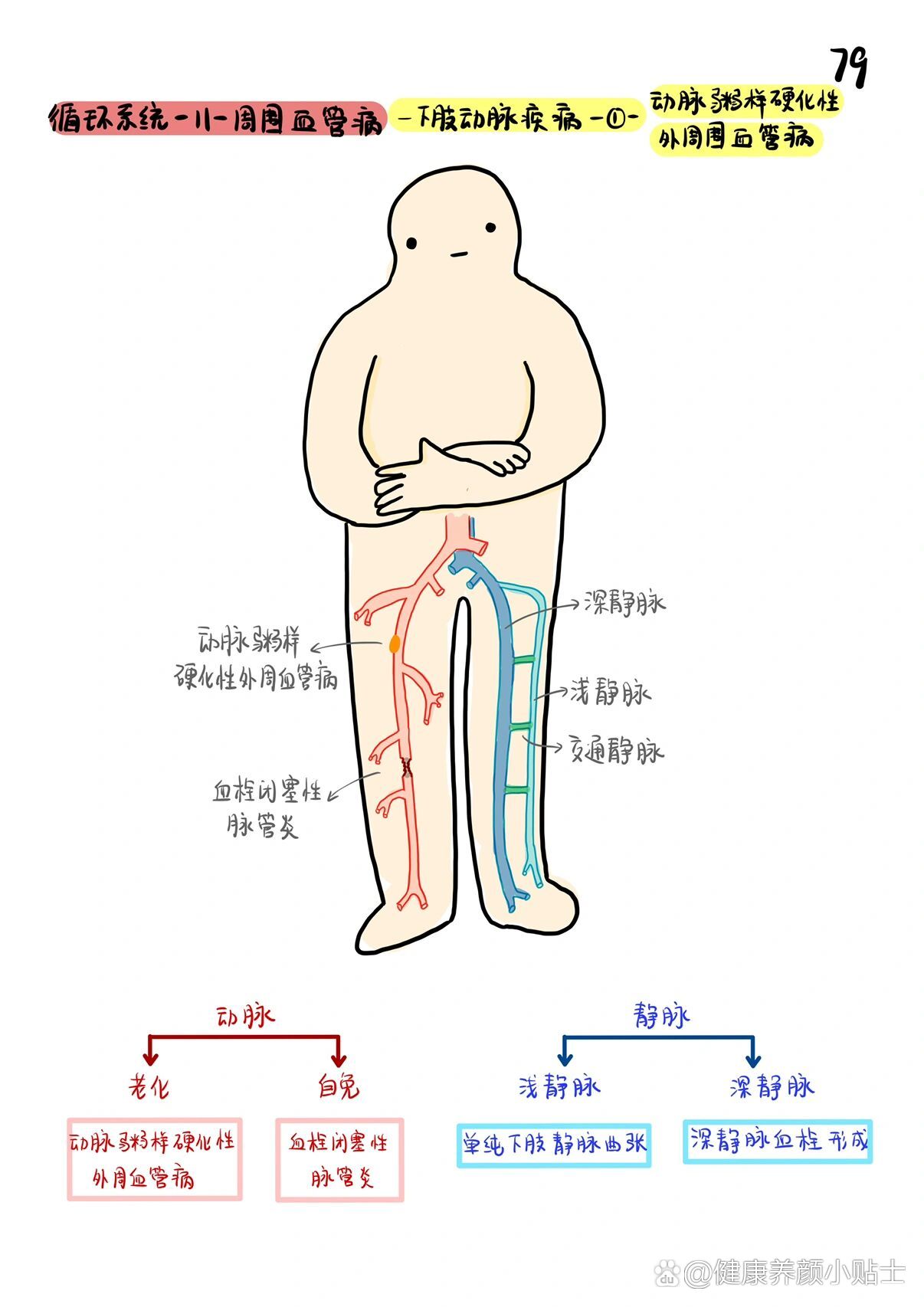 大腿主动脉图片