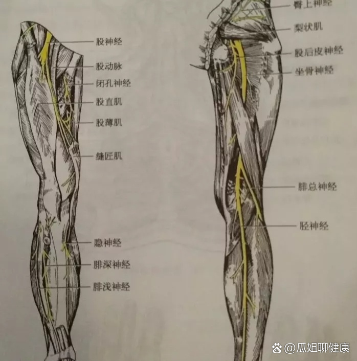 易与坐骨神经损伤混淆的腓总神经损伤!