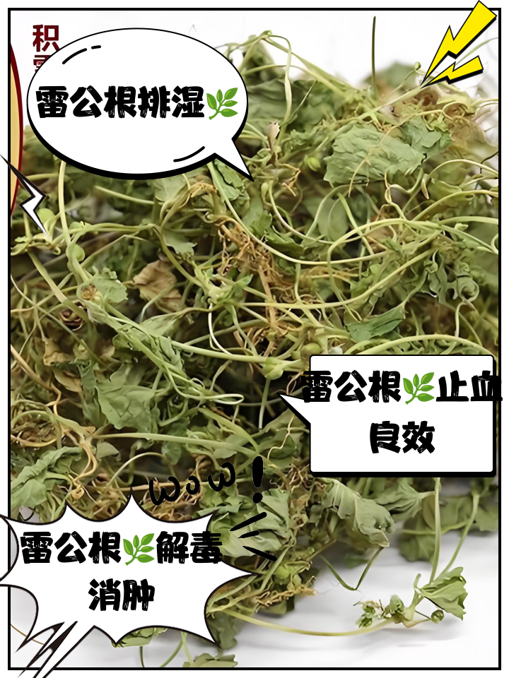雷公根煲水有什么作用