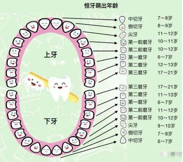 牙齿替换的顺序图片