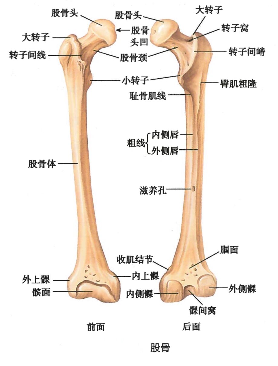 股骨粗隆间解剖结构图图片