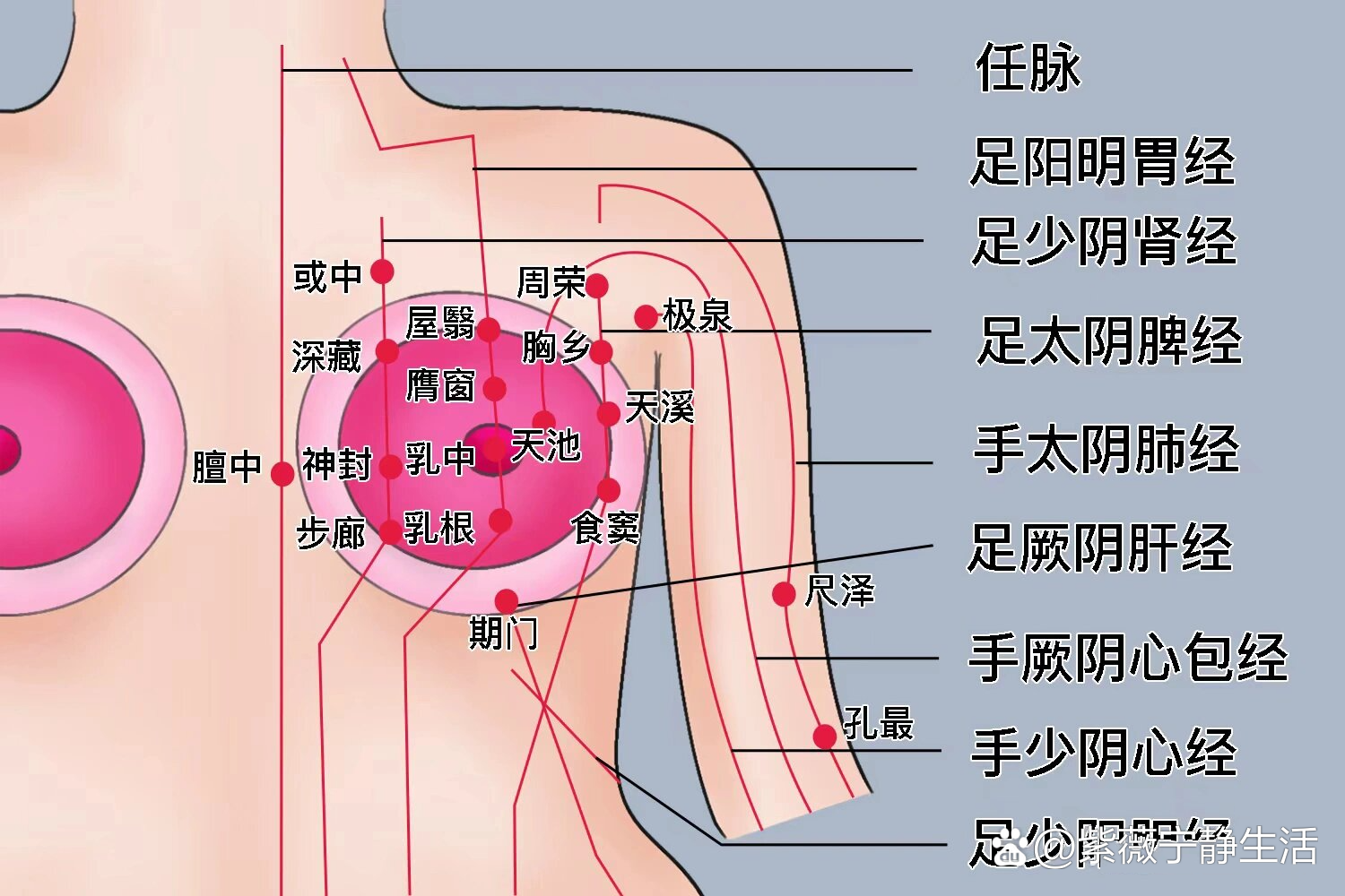 乳房上有9条经脉循行