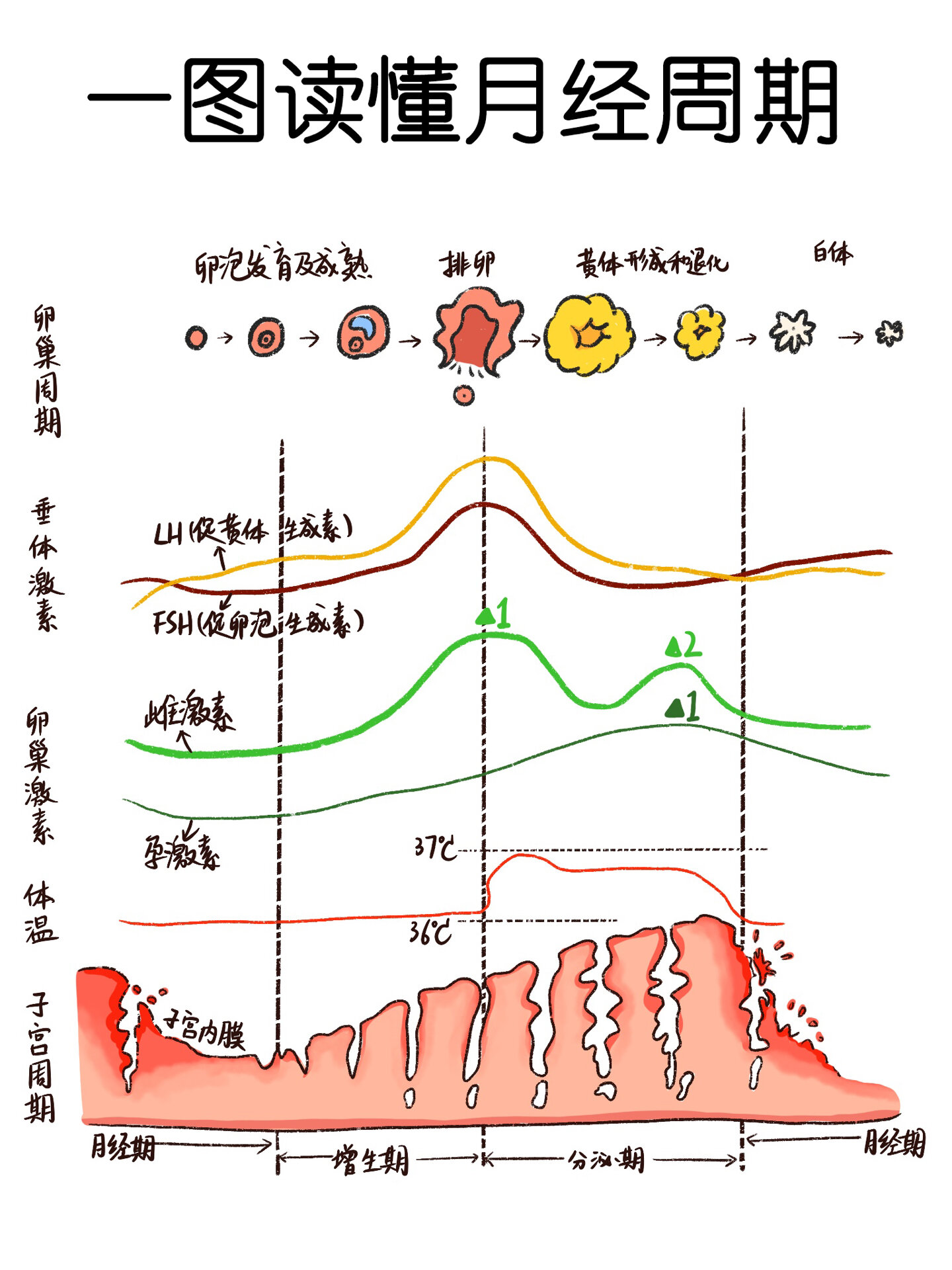 月经周期图解图片