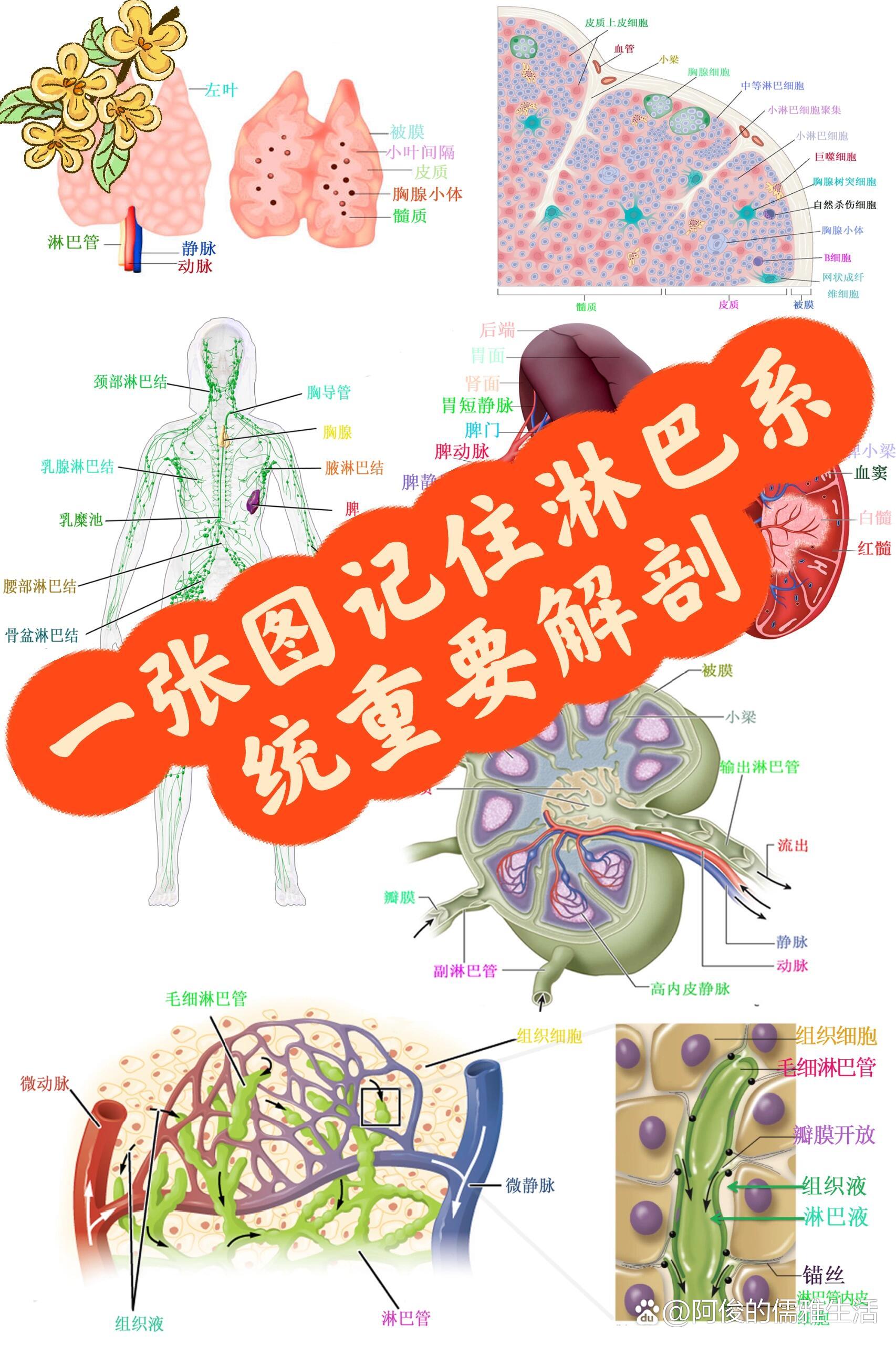 一张图记住淋巴系统重要解剖