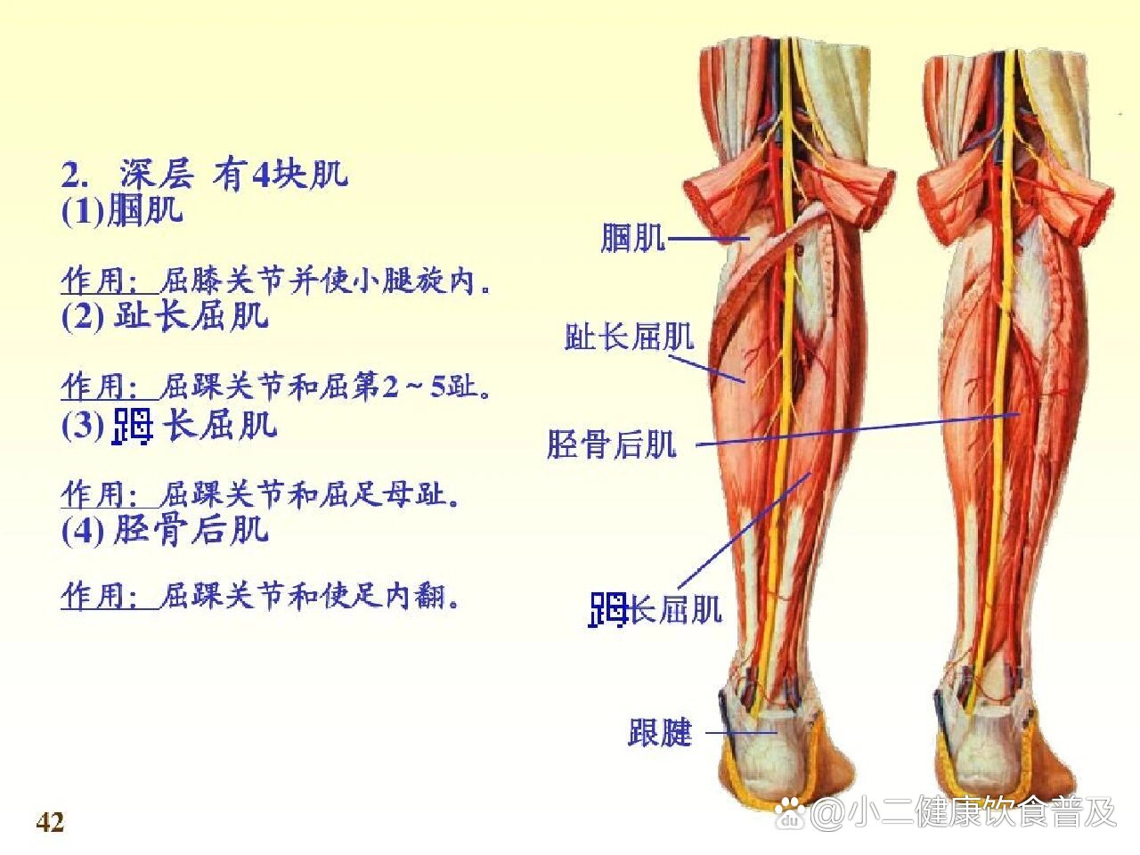 稳定腘肌 br