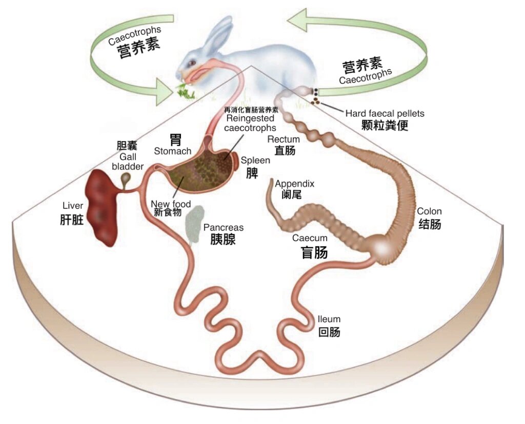 兔子的内部解剖图手绘图片