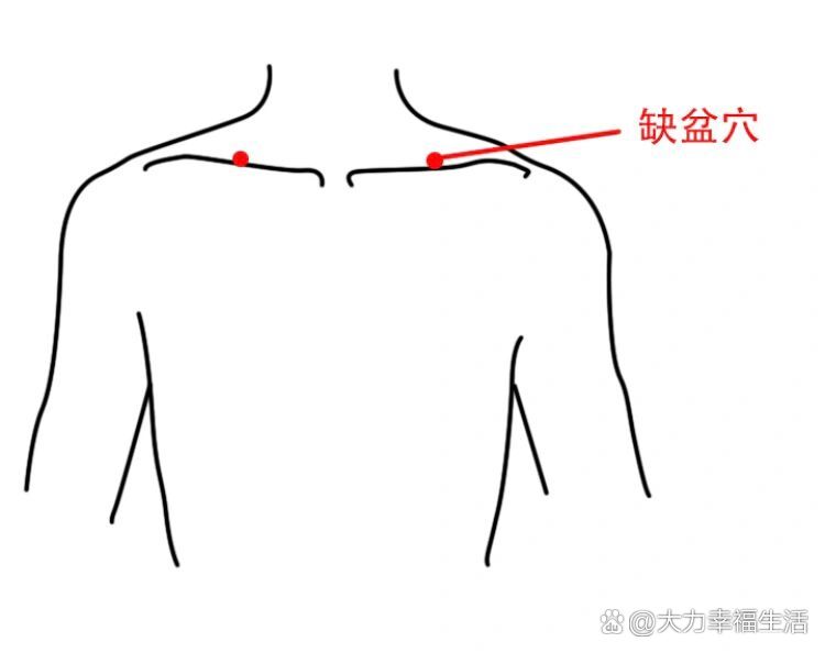 缺盆准确位置图片图片