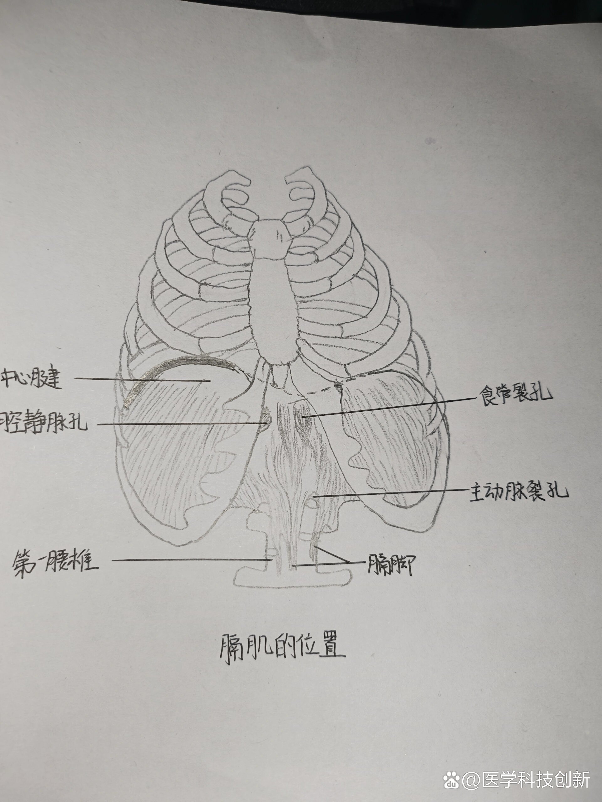 膈肌手绘图片