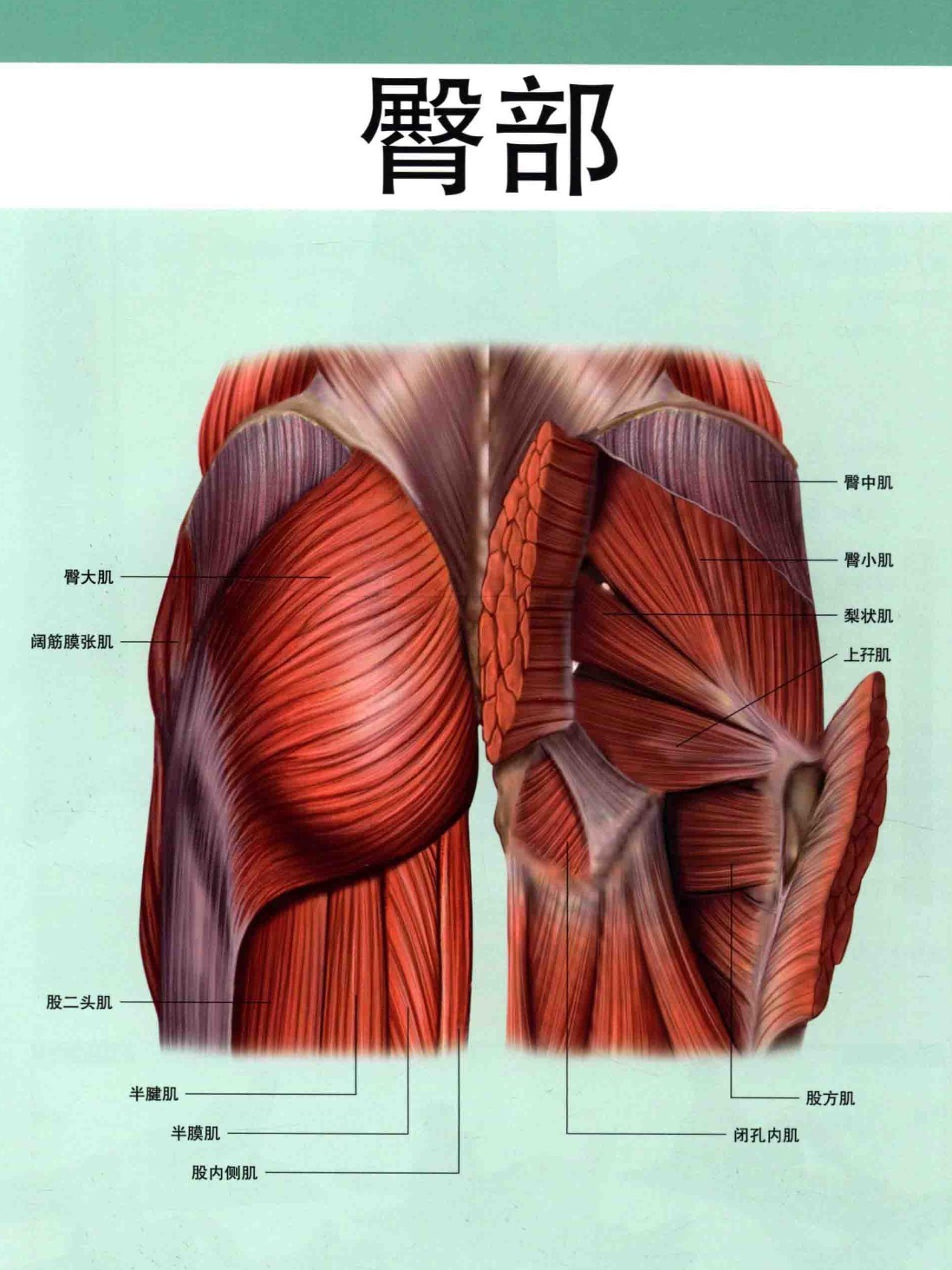 臀部构成图片