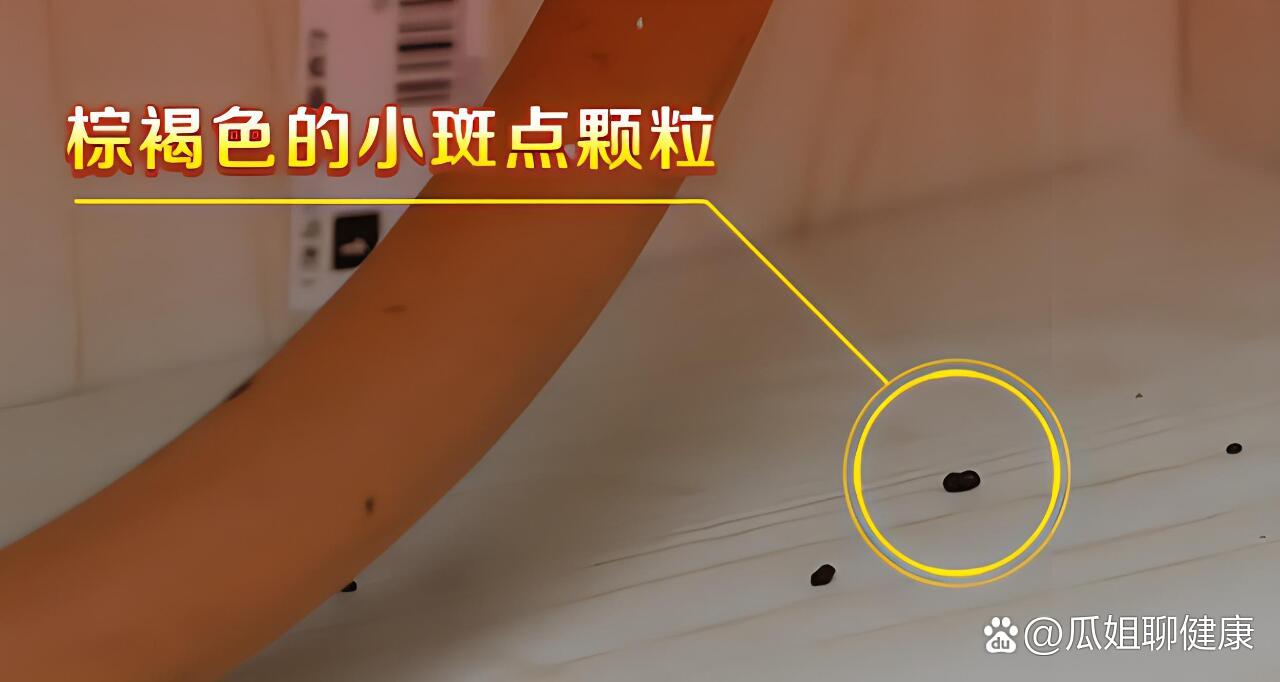 蟑螂拉的屎,你知道吗?