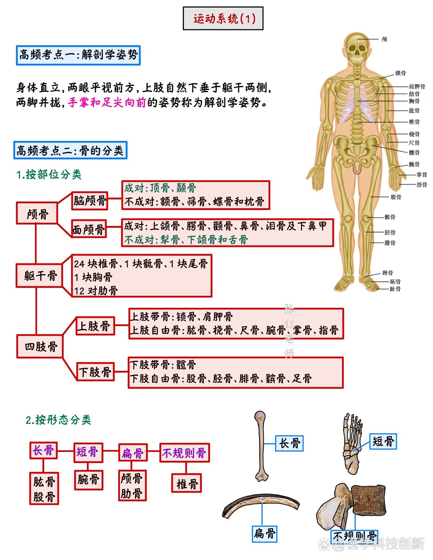 运动系统结构图简笔画图片