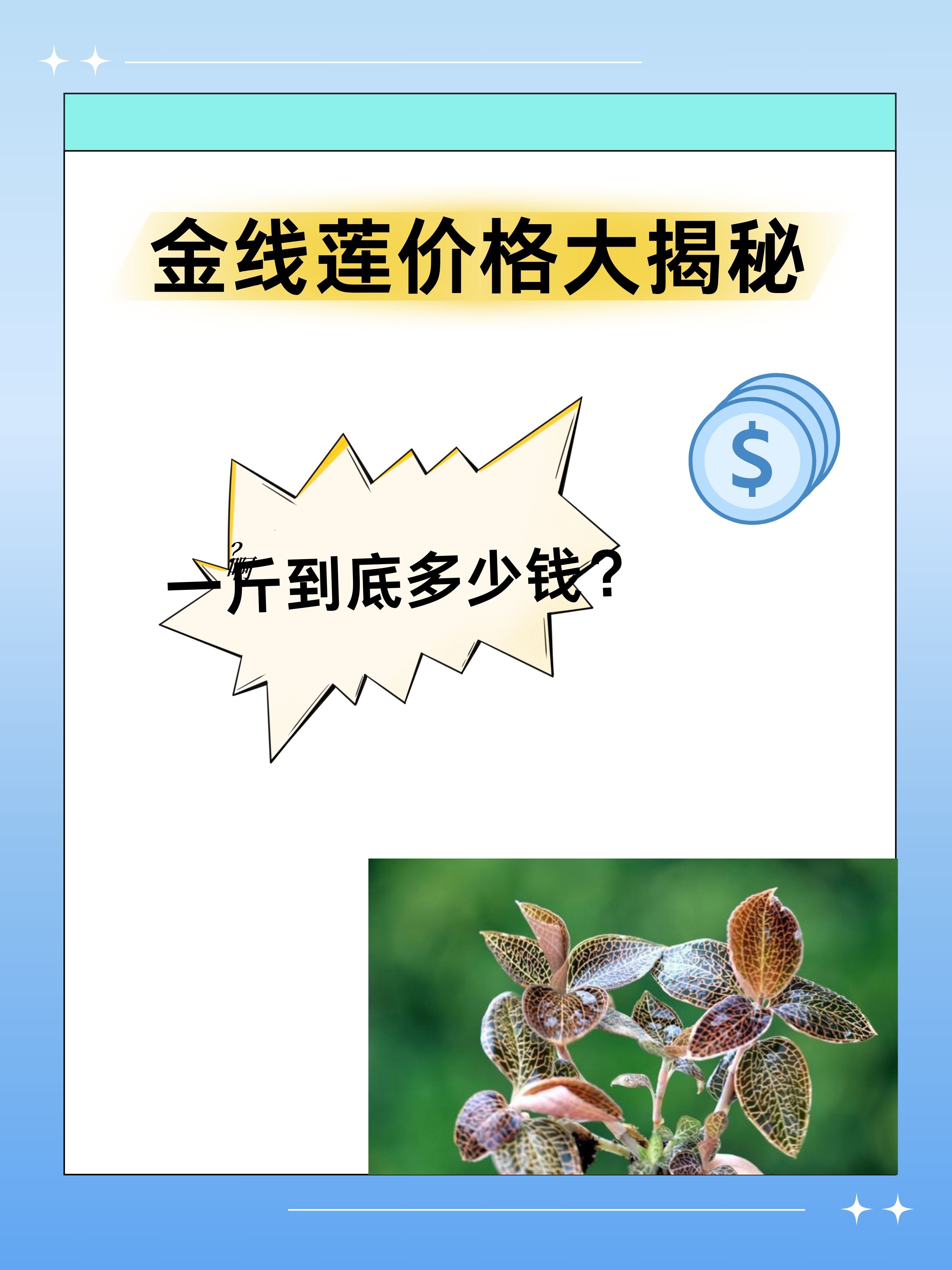 金线莲图片 价格表图片