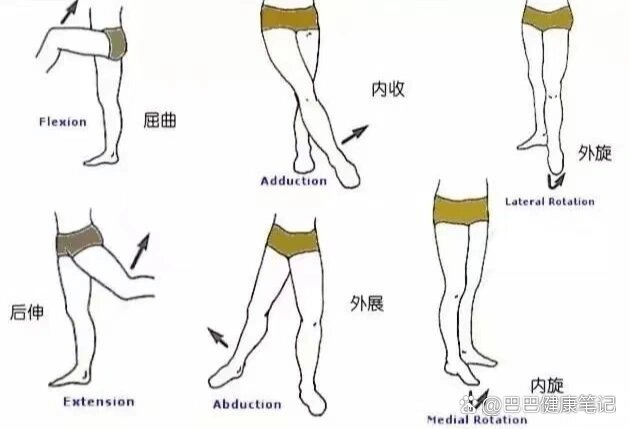 髋关节运动方式图片