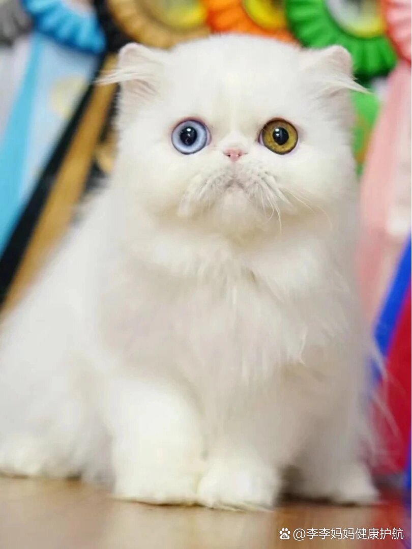 两只眼睛颜色不一样🐱上辈子是波斯猫吧
