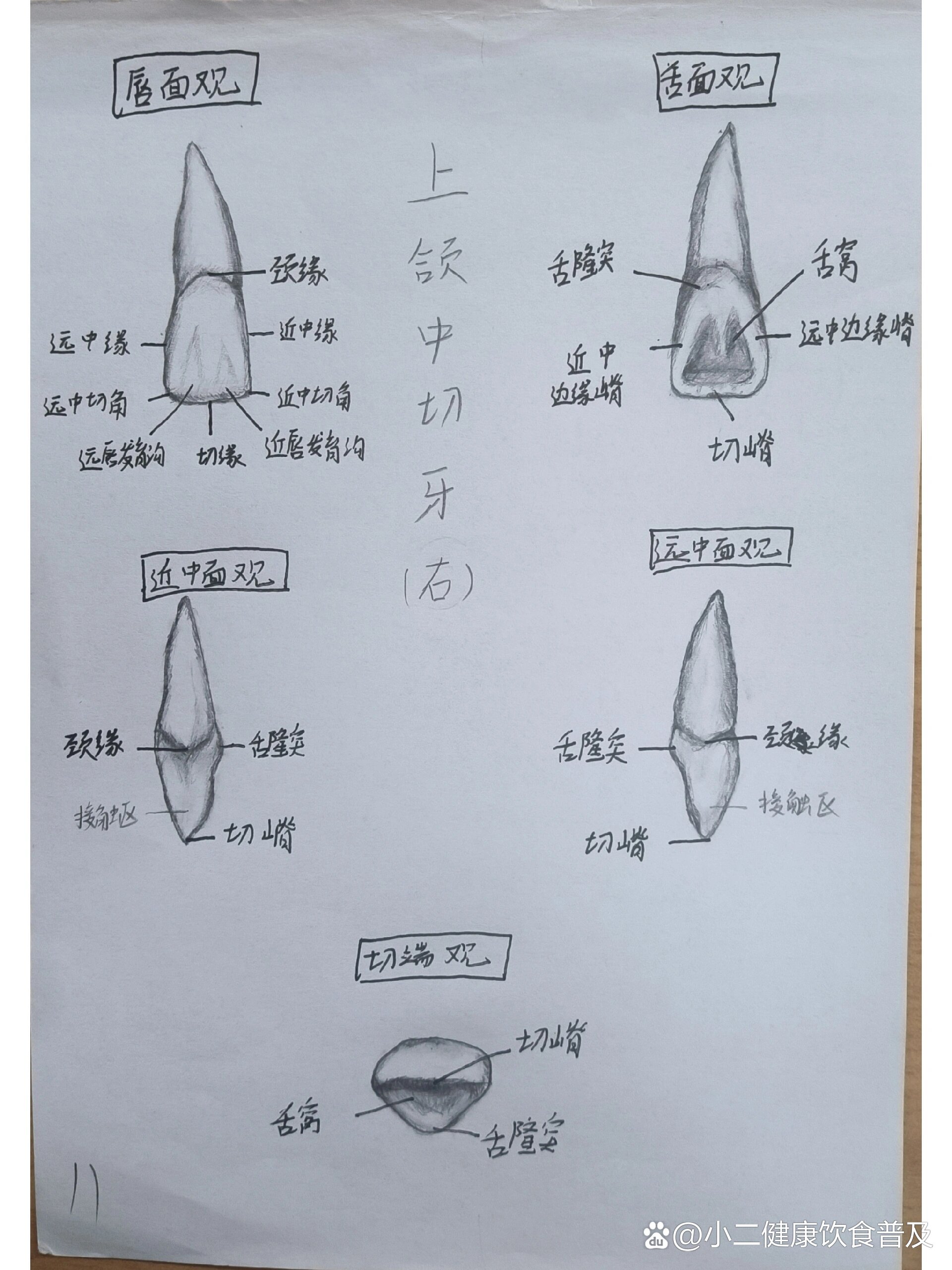 【牙体素描】上下颌切牙,尖牙,前磨牙