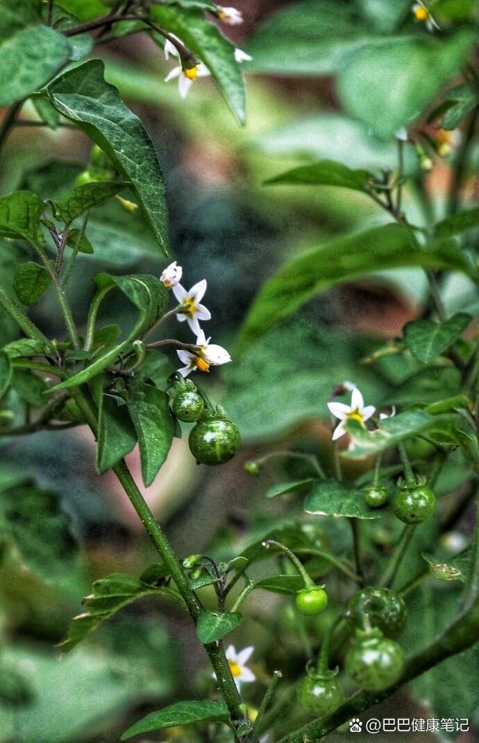 龙葵花几点开花图片