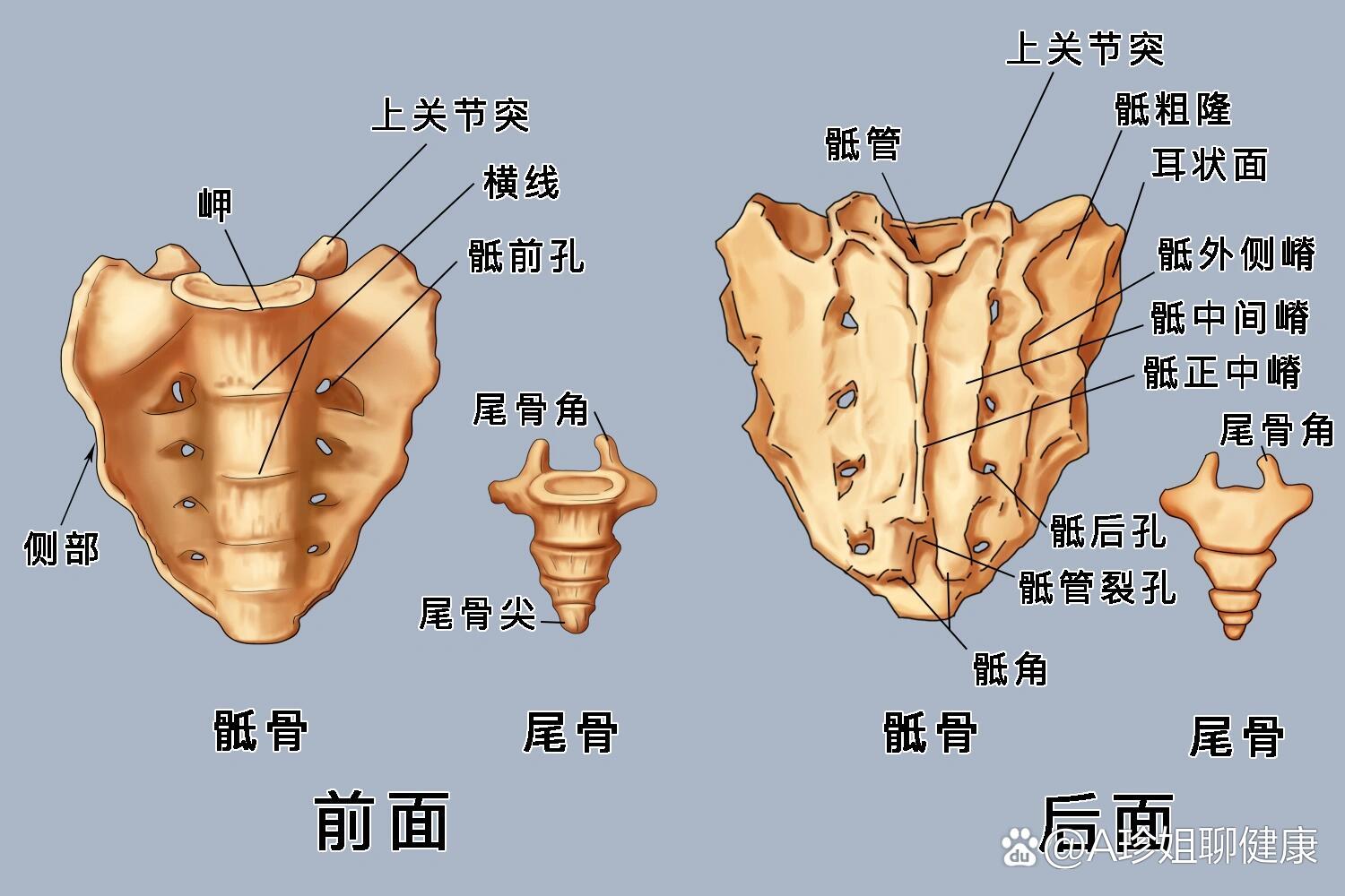 解剖篇·臀大肌