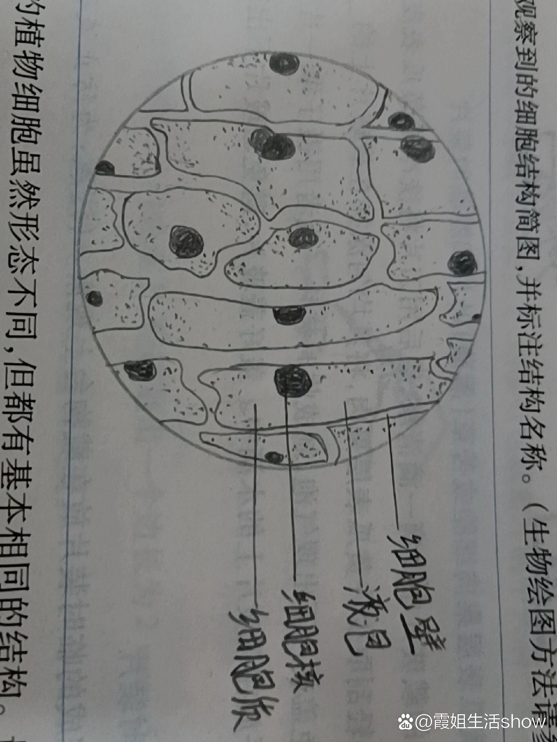 植物细胞的平面图图片