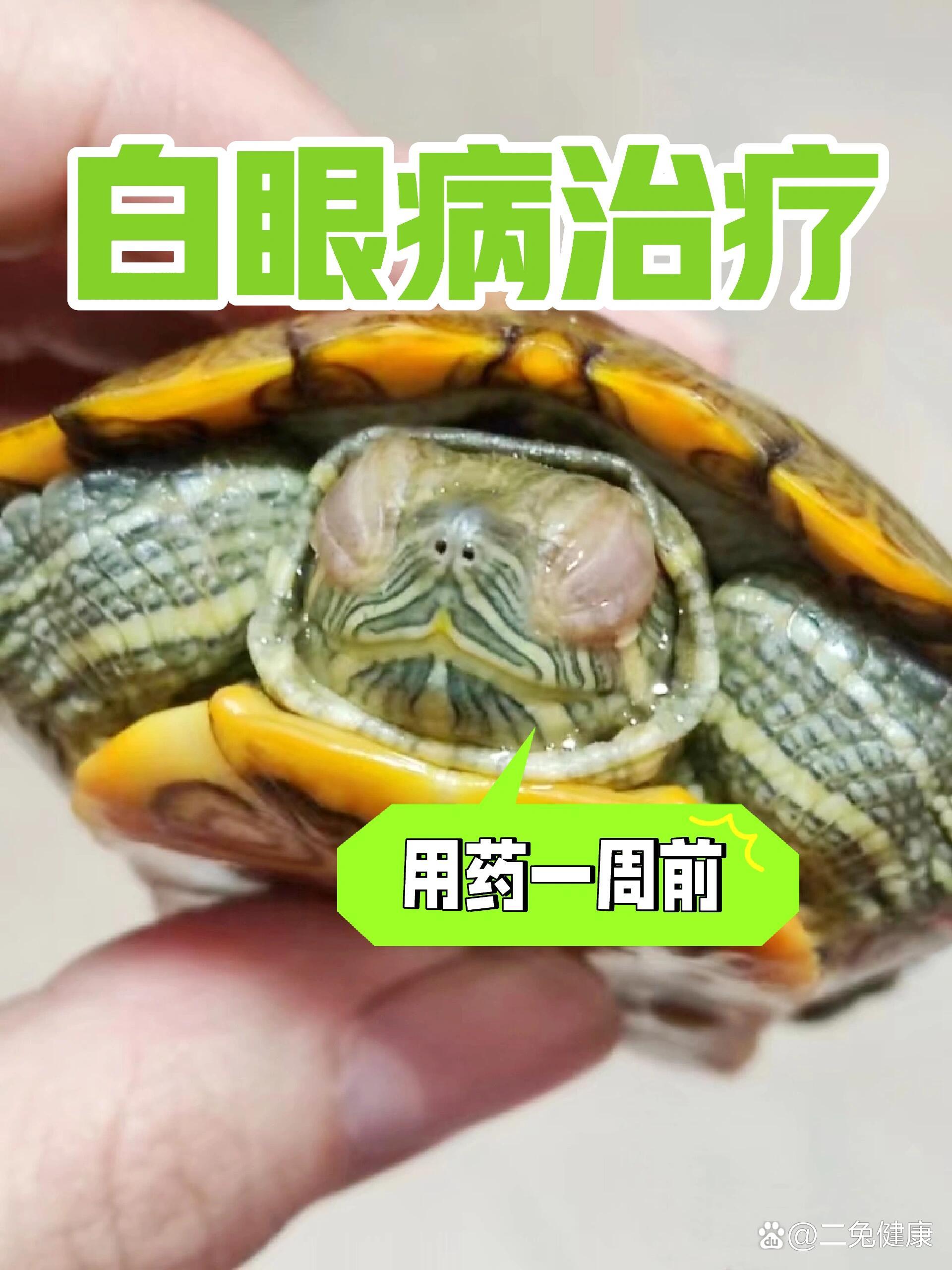 你是否曾经为你心爱的乌龟患上的白眼病而担心过呢?