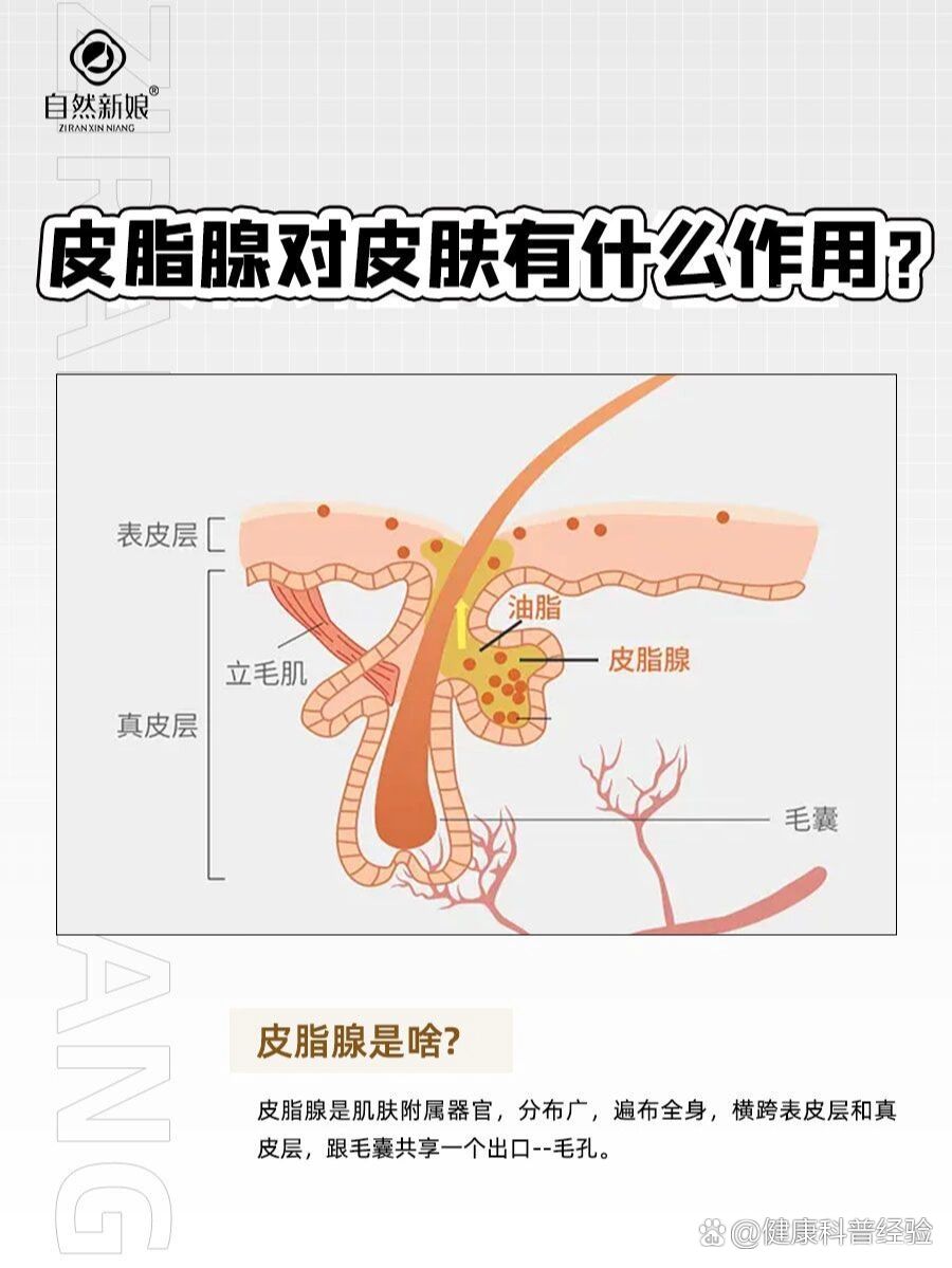 正常毛囊皮脂腺图片