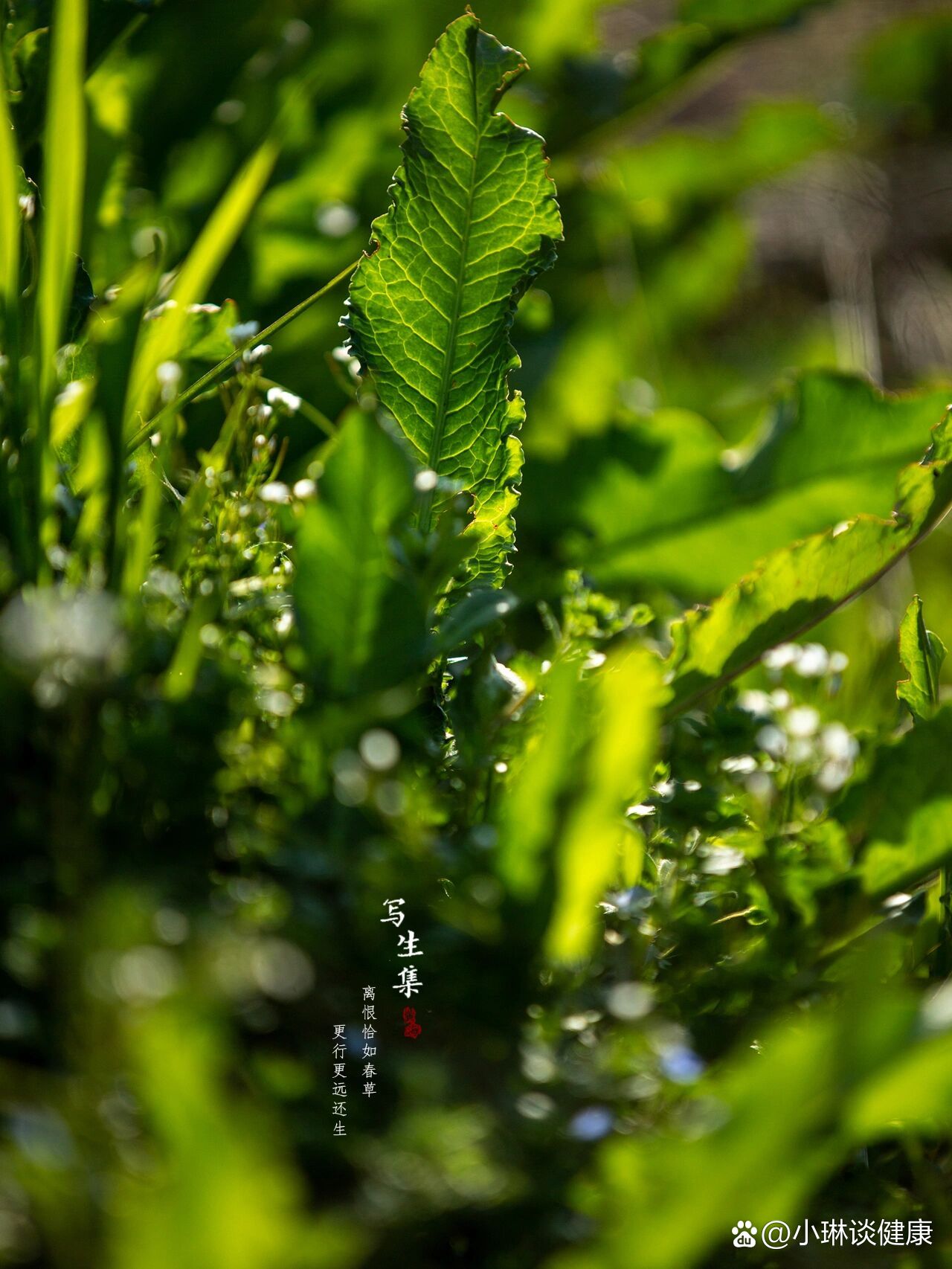 牛舌草