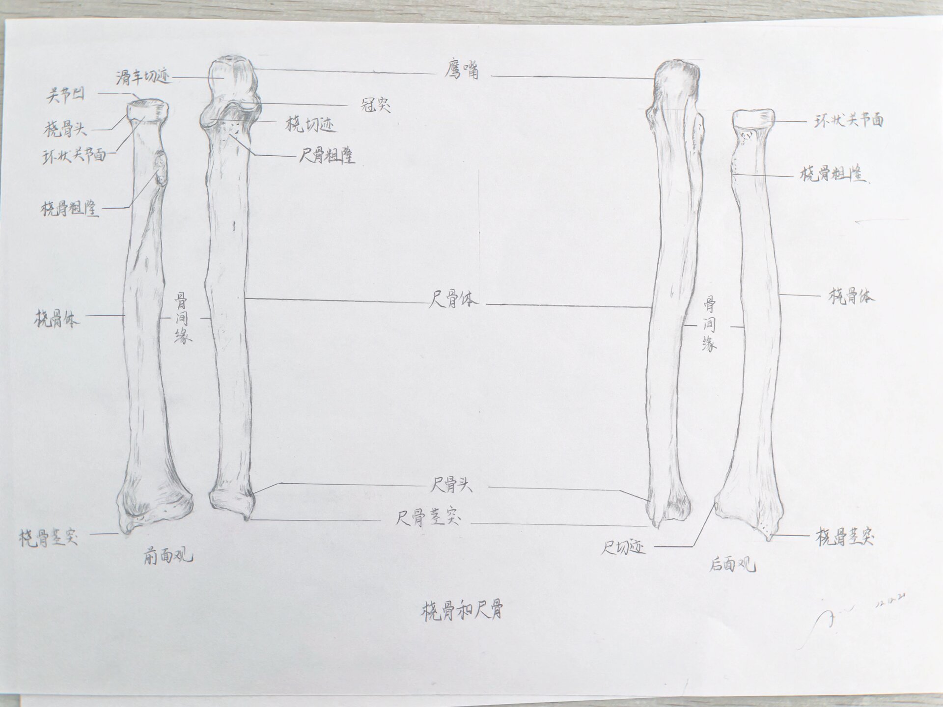 尺骨桡骨解剖图手绘图图片