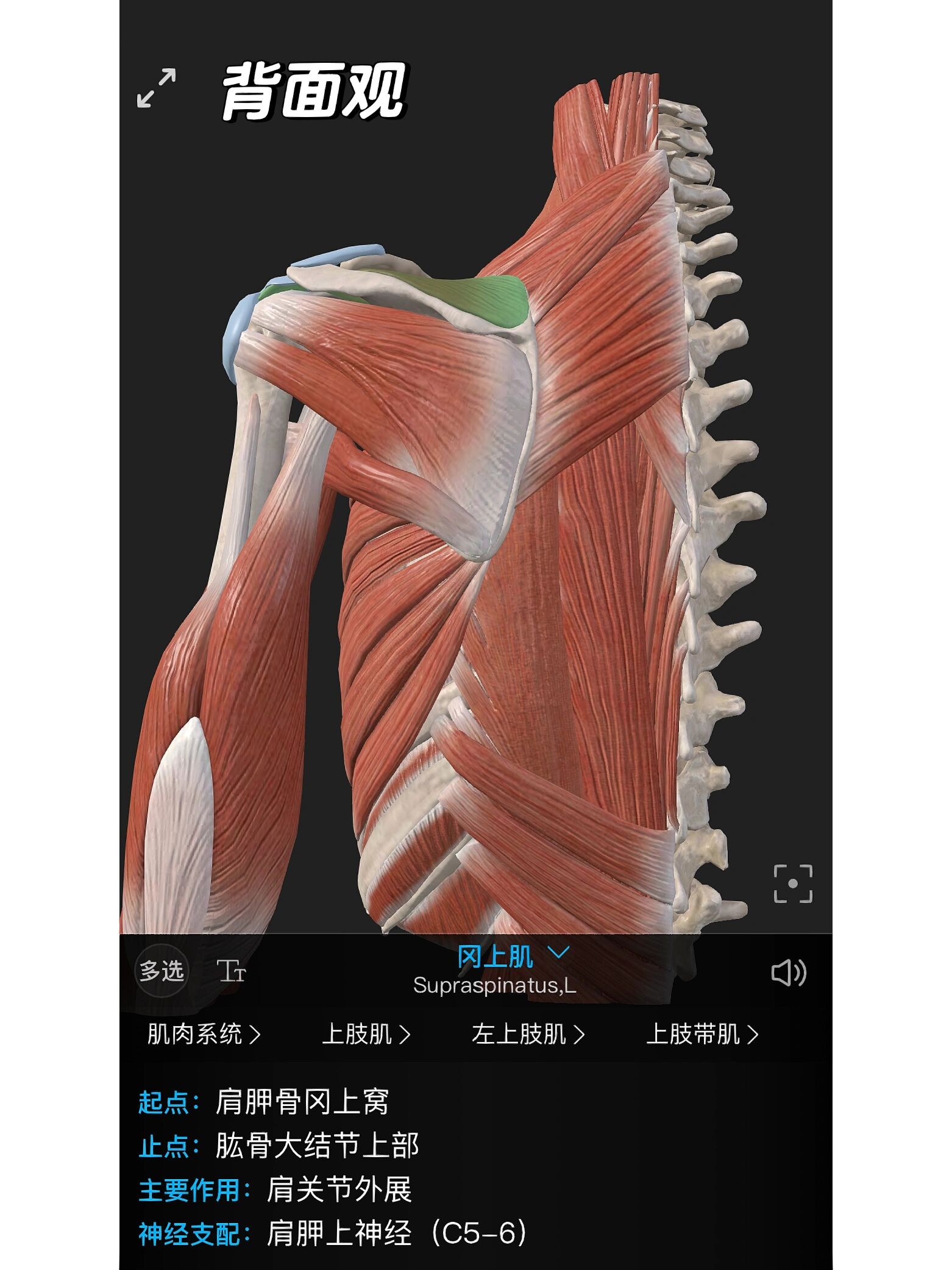 冈上肌起止点图片