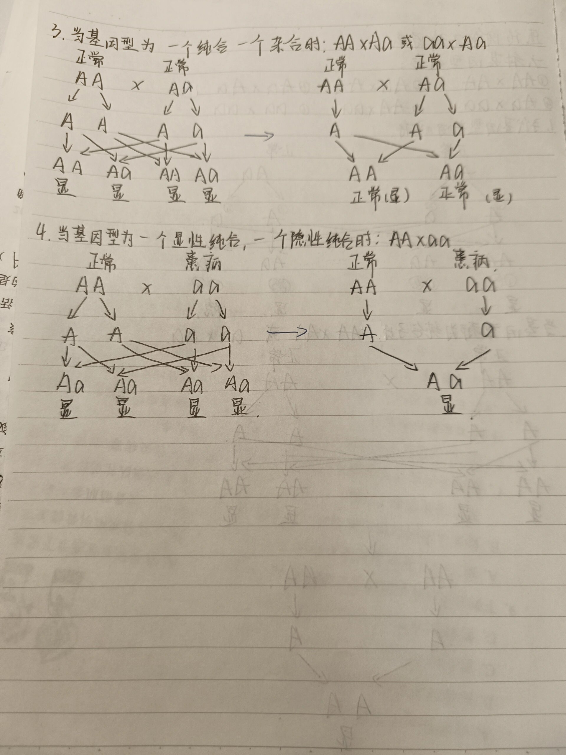 初二生物遗传图解六个图片