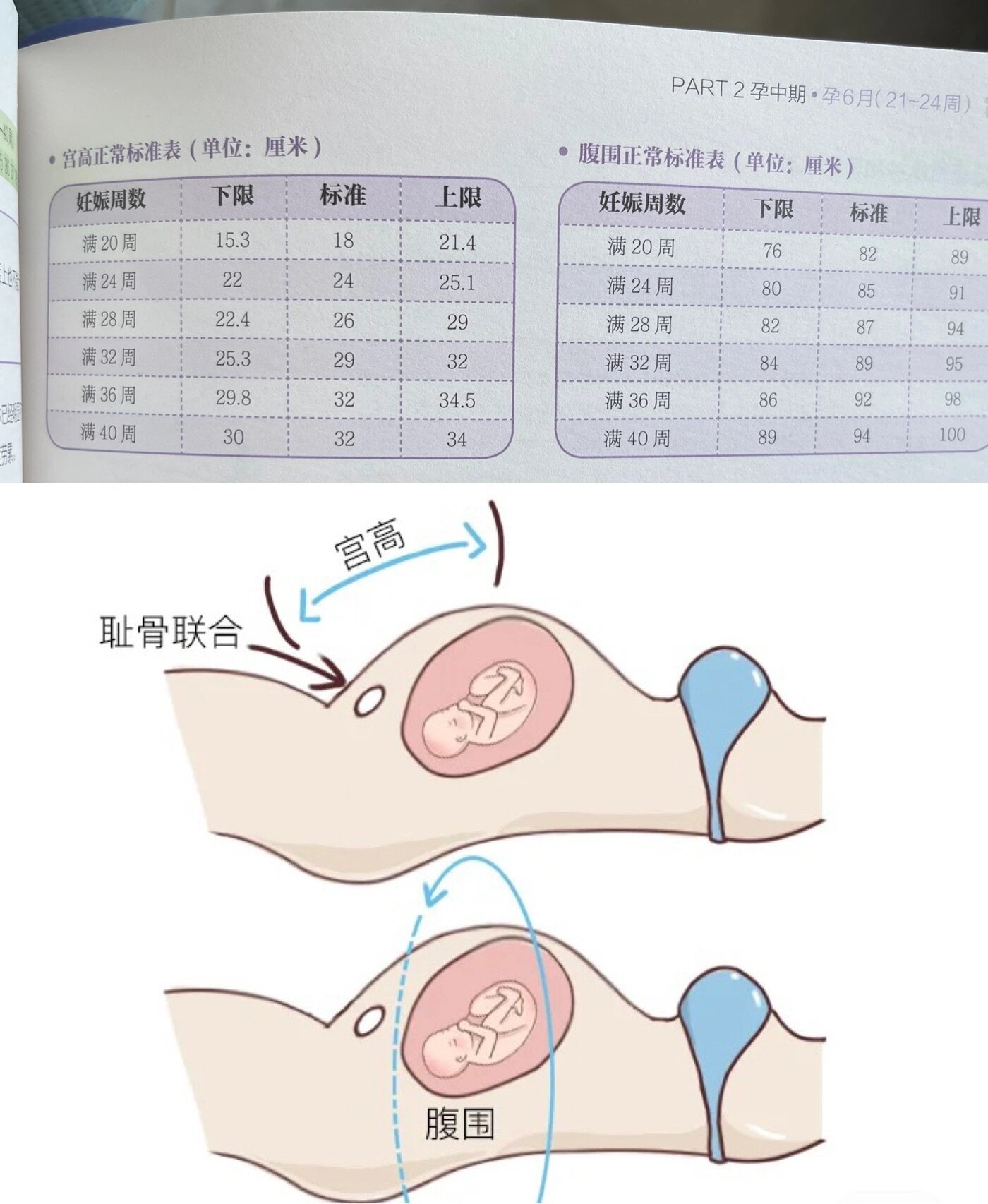 孕期宫高和腹围数值对照表