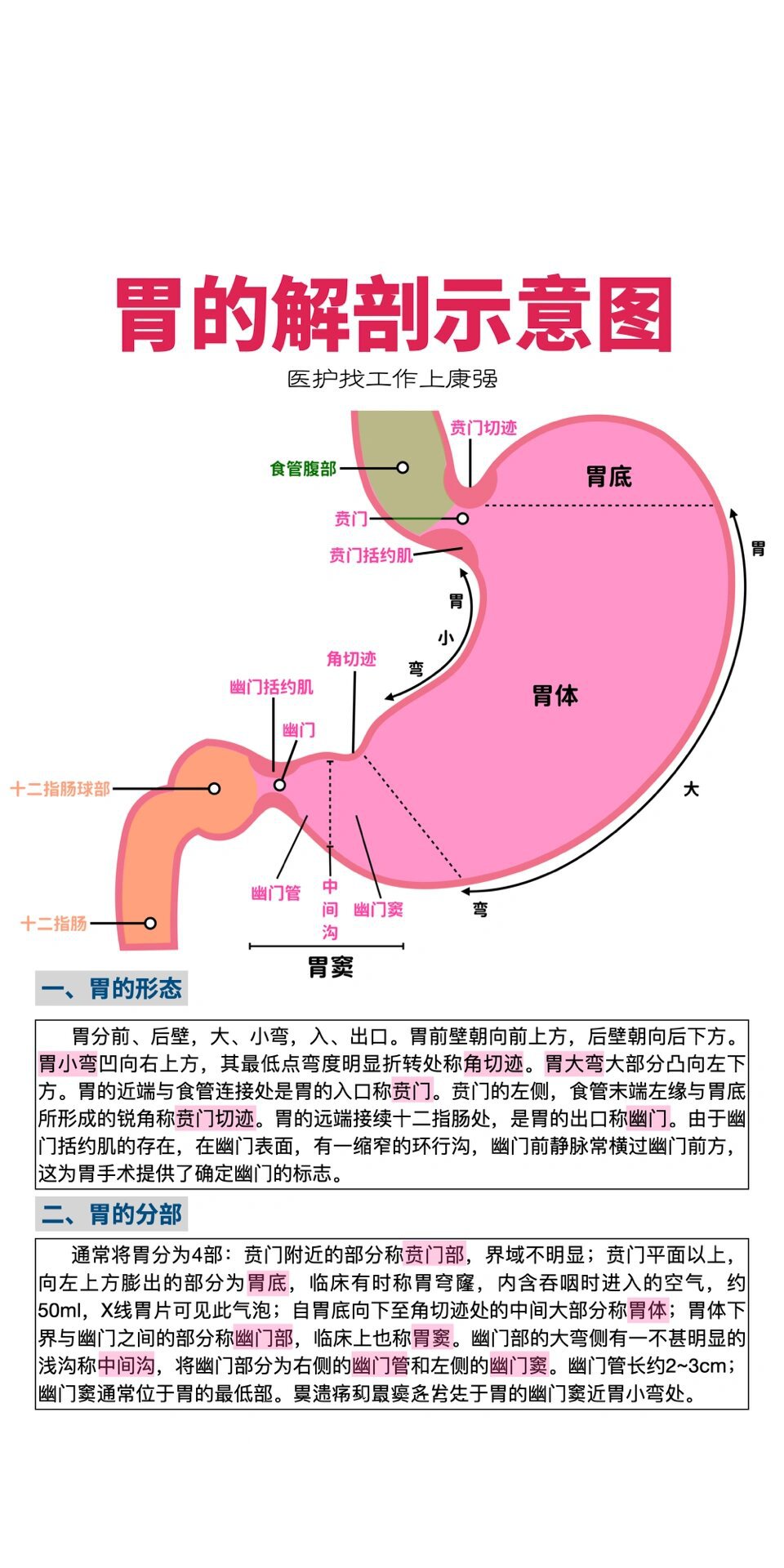 胃的解剖示意图