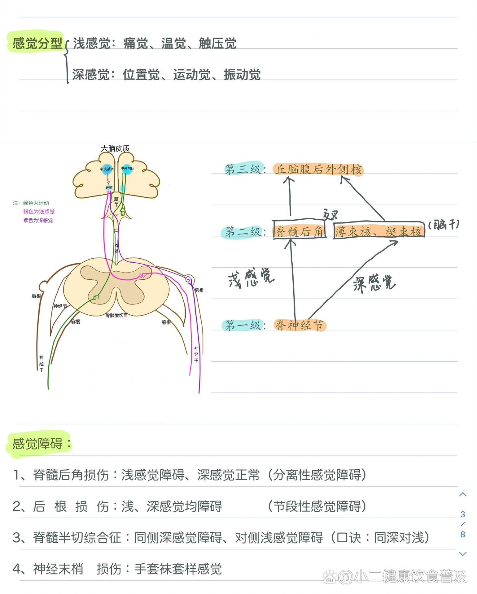 神经感觉平面定位图图片