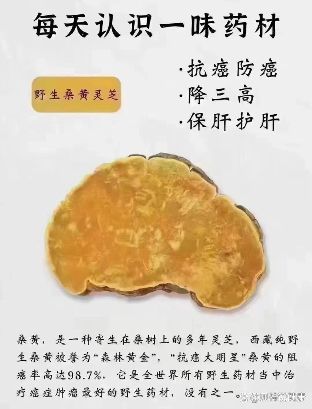 桑黄功效