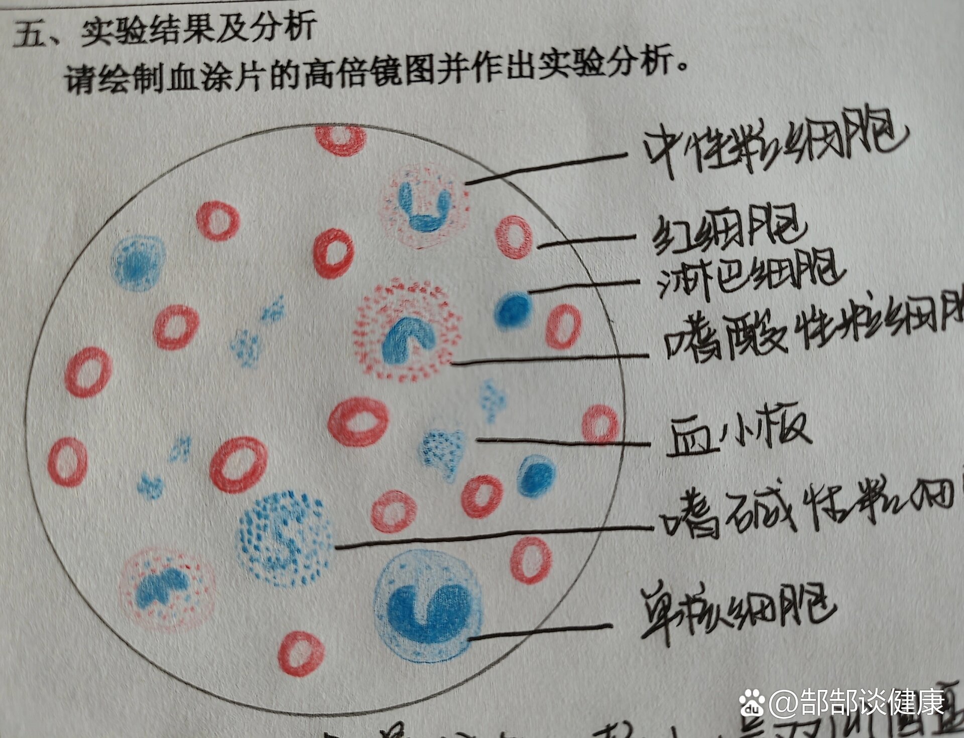 浆细胞画图红蓝铅笔图片