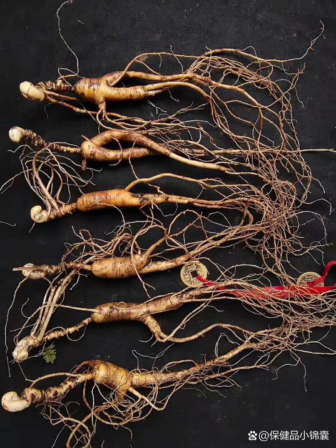 高年份鲜野山参,超长芦头,嘎嘎老的纹路,6支100克,体好須好,滋补佳品