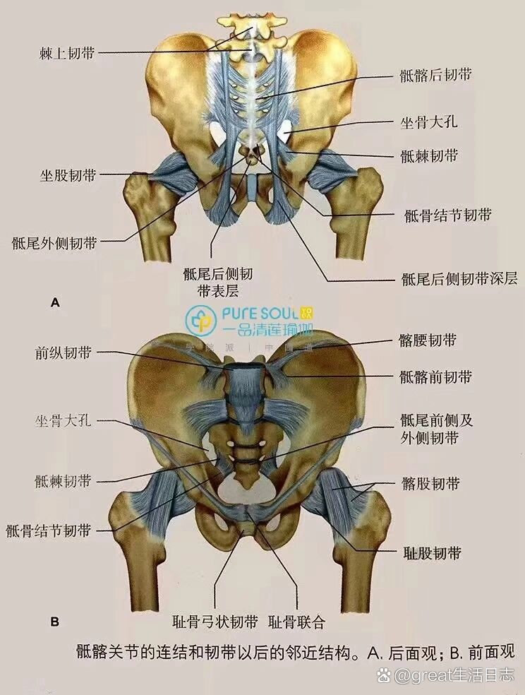 坐骨大孔内容物图片