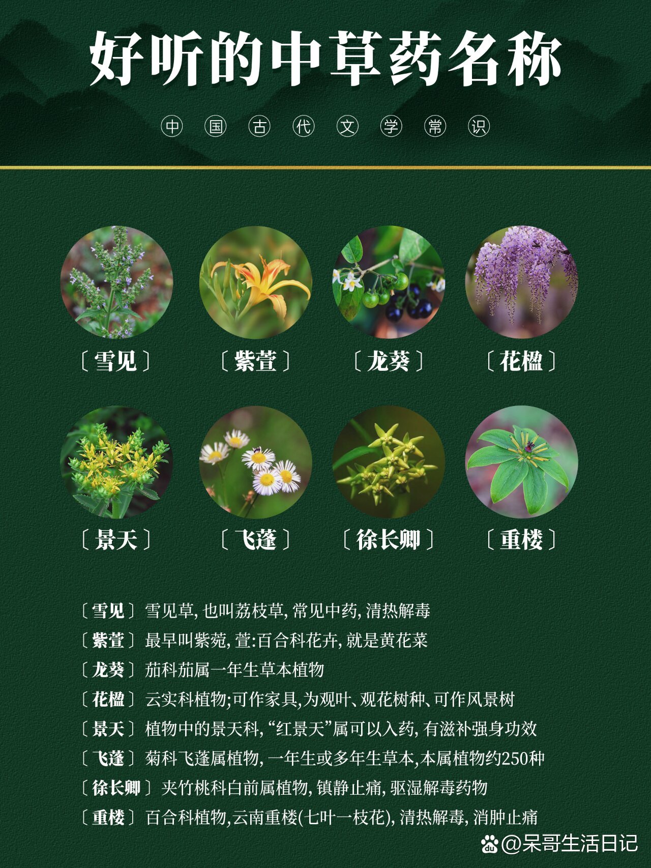 紫萱中药图片 飞蓬图片