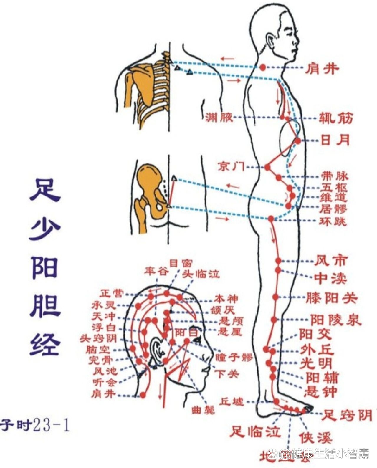 膝阳关穴