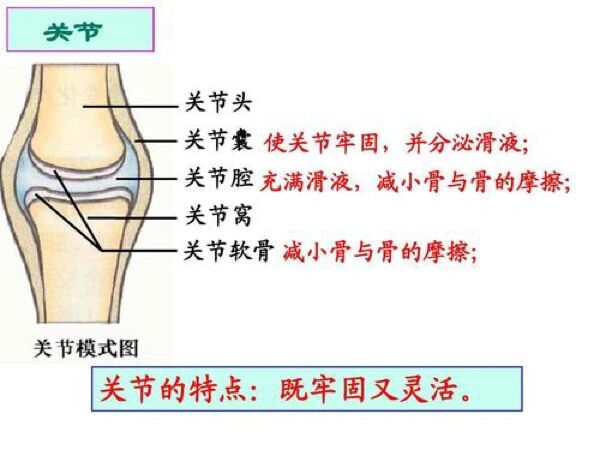 什么是脱臼图片