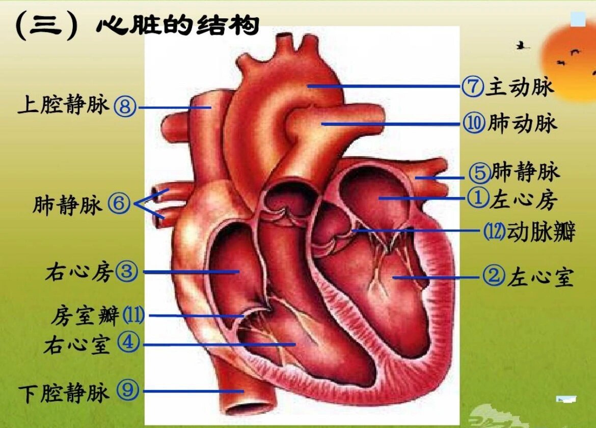 胃脏结构图图片