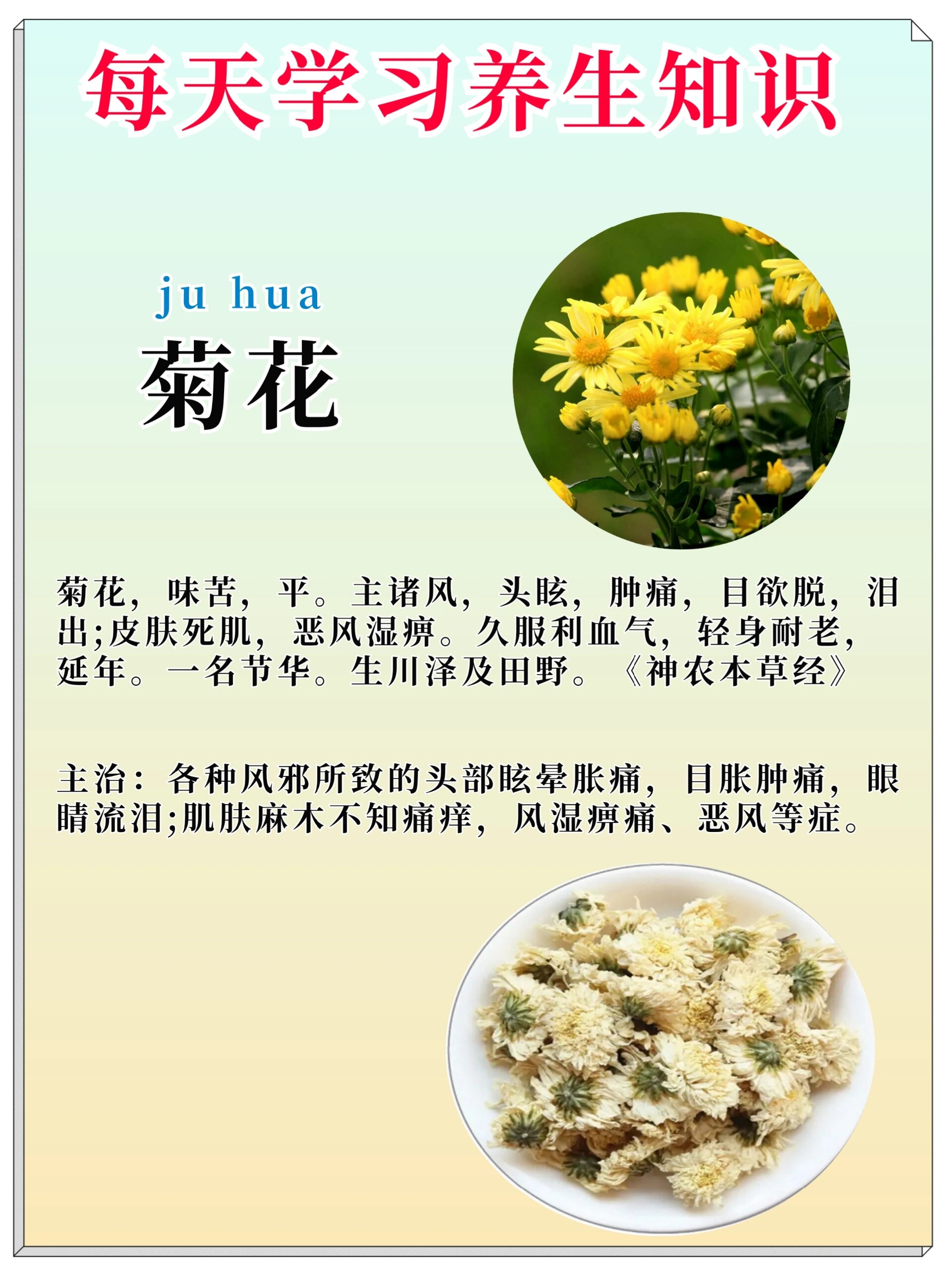 养生之上品植物科:菊花