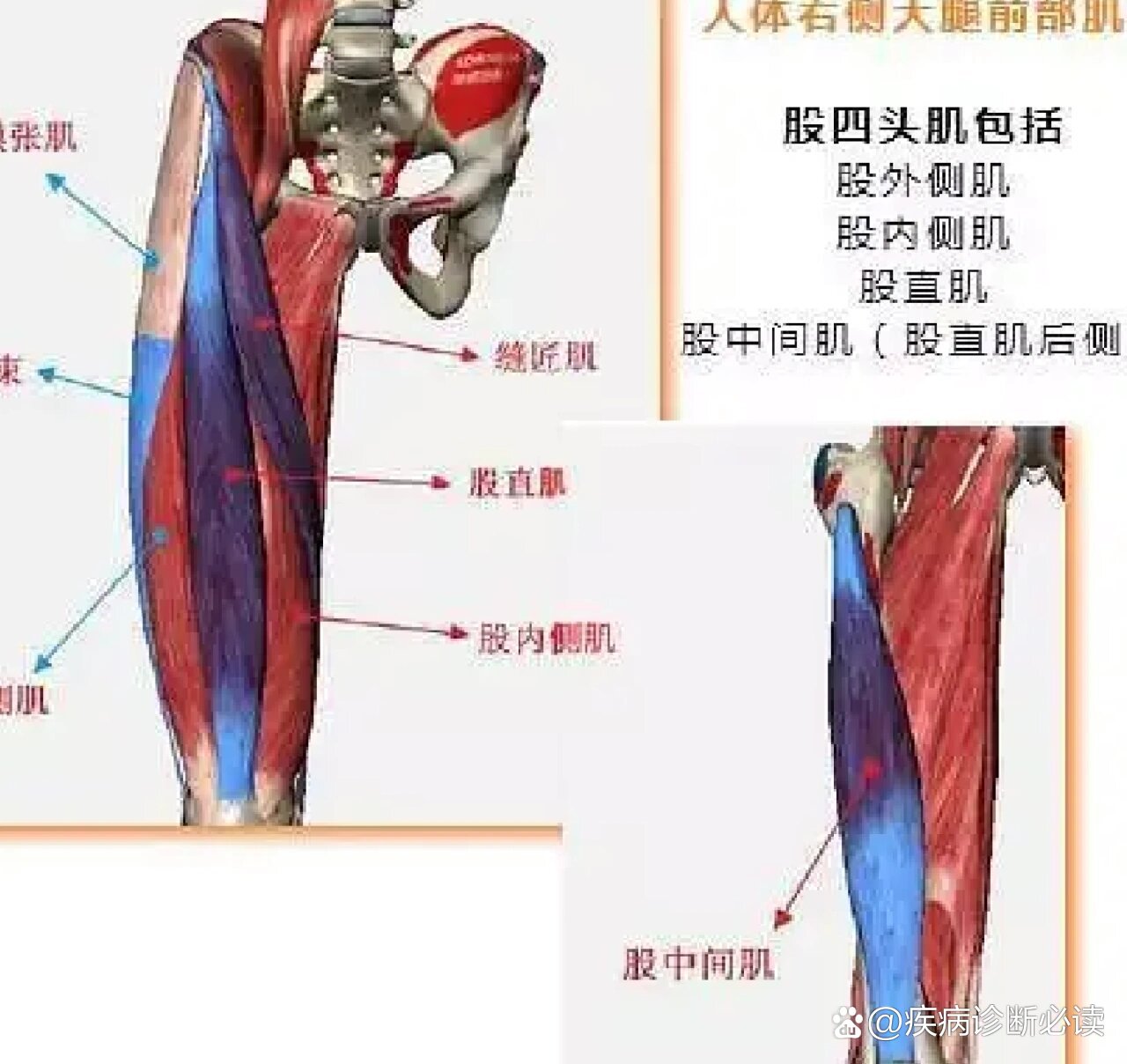 股四头肌肌腱炎位置图图片